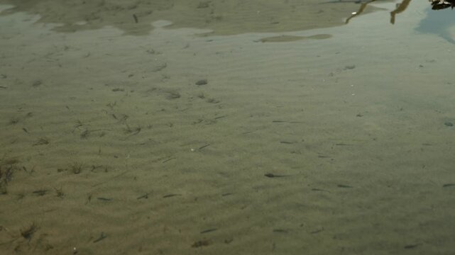 Tiny minnows disturb the clear shallow water of Talbot Lake, creating soft ripples across the sandy lakebed in a quiet and natural Jasper National Park moment.