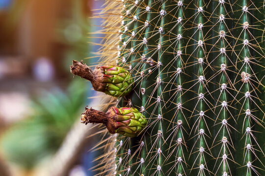 Close up of cactus stem with sharp spines and developing fruit pods. Tall green column cactus stem with sharp spines arranged in geometric patterns and small flower buds developing into fruit pods.