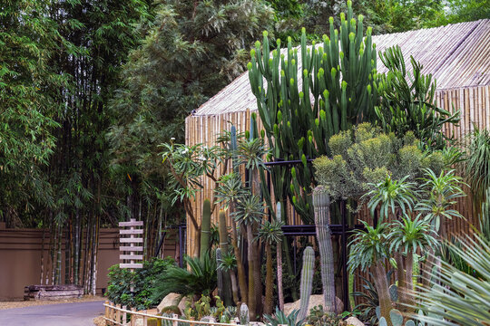 Tall Euphorbia and diverse cactus garden in front of rustic bamboo wall building. Beautifully landscape desert garden with tall Euphorbia plants, Pachypodium, and various column cacti species.