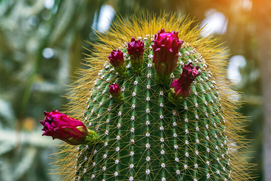 Column cactus stem with dense golden spines and pink flower bud. Green column cactus covered with dense yellow spines and pink flower bud emerging from side. Desert flora textures, Natural patterns.