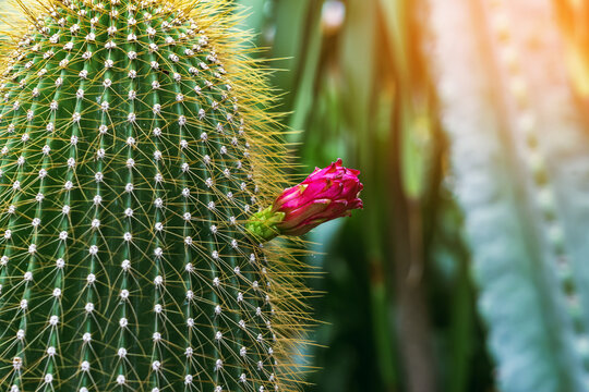 Column cactus stem with dense golden spines and pink flower bud. Green column cactus covered with dense yellow spines and pink flower bud emerging from side. Desert flora textures, Natural patterns.