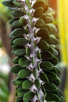 Alluaudia procera  or Madagascar ocotillo stems featuring sharp thorns and rows of small oval green succulent leaves. Desert plant texture, exotic succulent collections, natural pattern backgrounds.