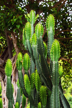 Tall green Euphorbia cactus stems with fresh green new growth. Dense cluster of tall green Euphorbia ingens succulent cactus stems with sharp thorns and light green fresh shoots growing at tips.