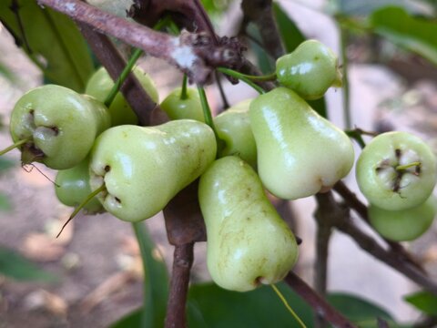 Green wax apples hanging from a branch in a tropical garden