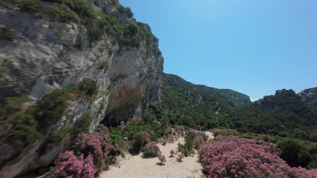Oleander-lined riverbed, Cala Luna gorge, Baunei coast, Sardinia, Italy &mdash; aerial drone footage. FPV drone descending rapidly into the canyon, blooming pink shrubs, shallow stream.