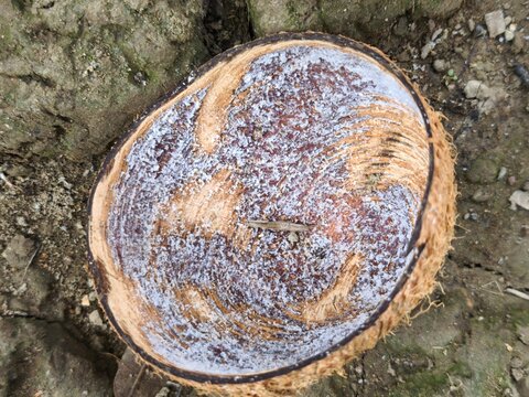 Split coconut shell showing textured white pulp and brown husk on soil