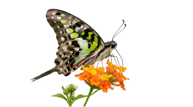 Tailed jay butterfly isolated on transparent background