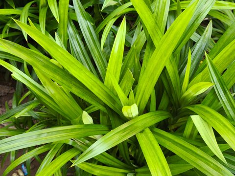 Vibrant green foliage with long pointed leaves growing in garden environment