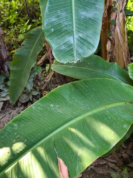 Vibrant green banana leaves in tropical garden daylight