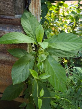 Vibrant Green Plant Growing Beside Rustic Metal Wall in Garden