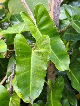 Vibrant Green Philodendron Leaves in a Tropical Garden Setting