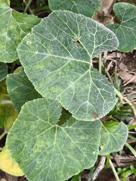 Vibrant green squash leaves sprawling across garden soil outdoors
