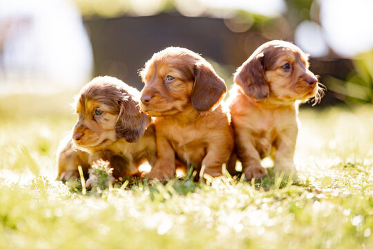 Coloured dachshund puppies sitting close together on a patch of sunlit grass