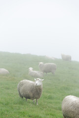 Fototapeta premium Sheep in Misty Green Pasture, Atmospheric Foggy Countryside Landscape