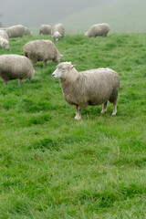 Obraz premium Flock of Sheep Grazing in Green Pasture, Peaceful Rural Landscape