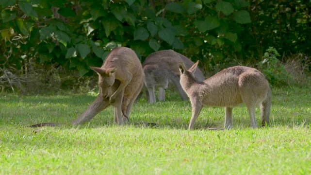 Eastern Grey Kangaroos scrating themselves in Coombabah Lakelands Conservation Area, Gold Coast, Queensland, Australia.
