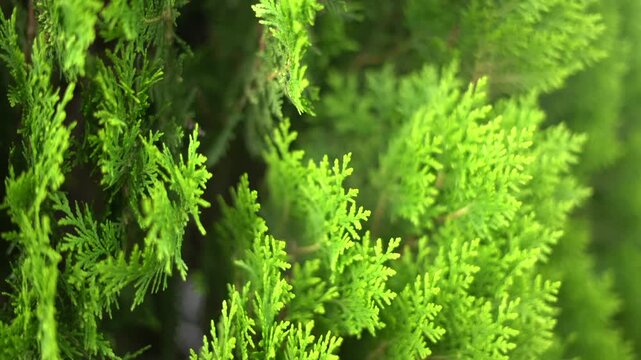 An Intimate and Up-Close Photographic Exploration of the Vibrant, Lush, Bright Green Evergreen Thuja Shrub Foliage Textures.