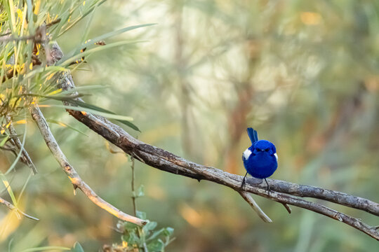 White-winged Fairywren (Malurus leucopterus) perched on branch in Australian bushland