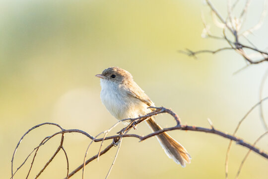 Small warbler with brownish-grey upperparts, perched on bare branch in soft light