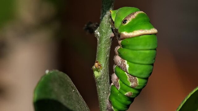 The initial stage of a lime butterfly caterpillar turning into a chrysalis. Papilio demoleus,  Citrus aurantifolia
