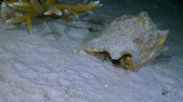 A queen conch slowly moves across a bright sandy seabed. Fine grains of sand shift beneath its muscular foot as it glides forward with steady, deliberate motion.
