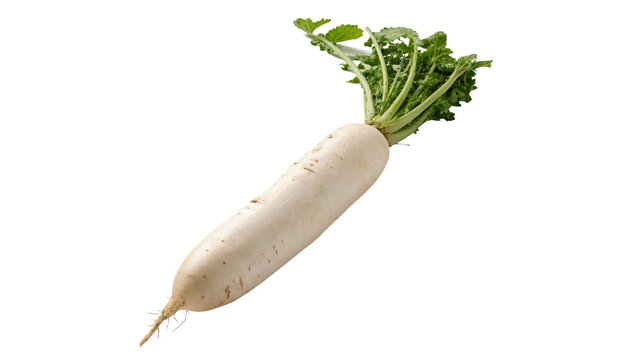 Fresh raw white daikon radish root vegetable isolated on transparent background