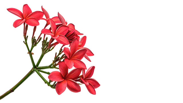 Beautiful vibrant red jatropha peregrina flowers on a stem isolated on transparent background