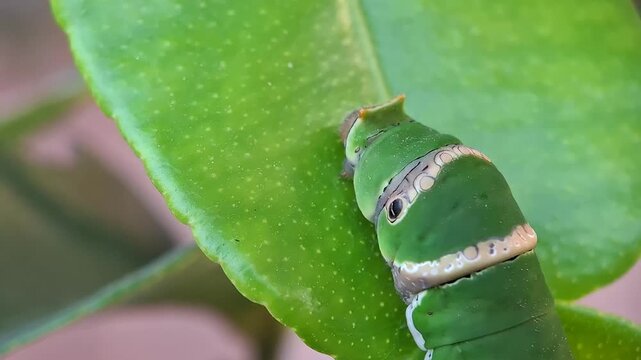 Lime butterfly caterpillar on a citrus leaf. Papilio demoleus,  Citrus aurantifolia