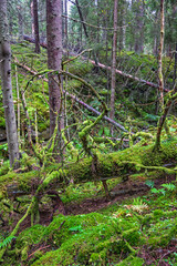 Obraz premium Moss covered tree logs in a ravine in an old growth forest