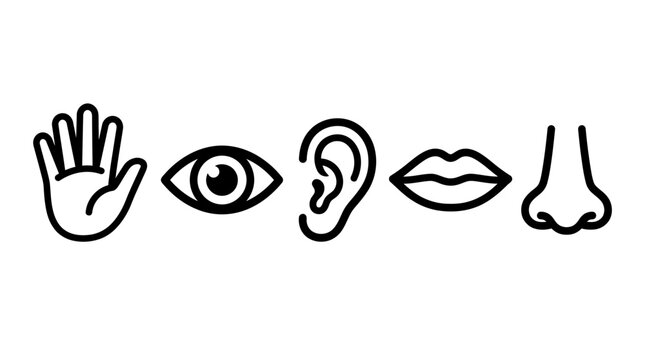 Five human senses icons including hand eye ear mouth and nose isolated on white background, perfect for educational materials, medical infographics and sensory marketing design