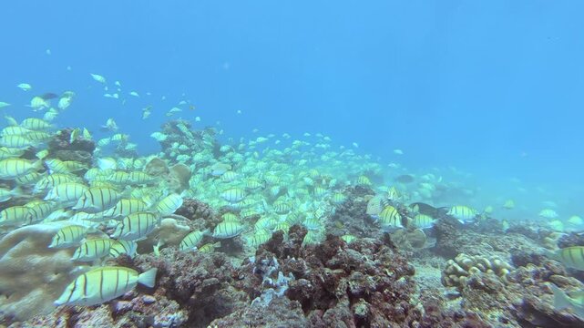 Mesmerizing congregation of striped yellow fish glides gracefully above complex coral reef during bright day. Clear blue ocean water reveals stunning underwater ecosystem teeming with life.