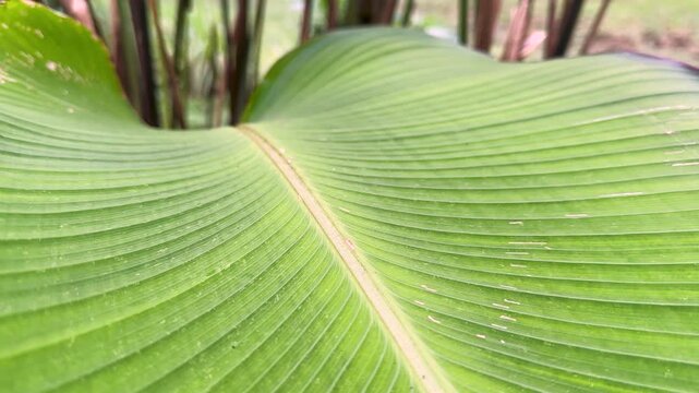 Close up of the fine parallel veins running across a large bright green tropical leaf in Ecuador, with the plant stems softly blurred behind it.