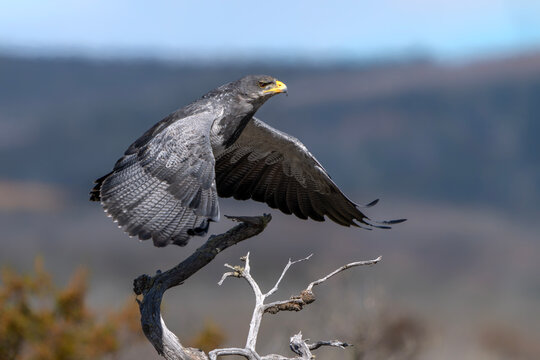 Black-chested Buzzard-Eagle (Geranoaetus melanoleucus) in flight. Patagonia , Chili.          