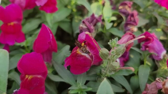 Macro video of a honeybee with a large pollen basket backing out of a magenta snapdragon flower and flying to another bloom