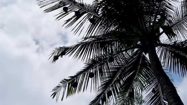 Low angle view of a tall coconut palm tree silhouette against a cloudy sky cloud weather trunk