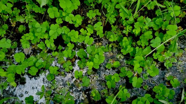 Green clover leaves covering wet muddy ground in a natural habitat plant mud water nature soil
