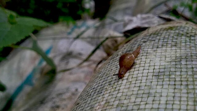 Small brown slug crawling slowly over a textured woven mesh surface outdoors crawler mollusk