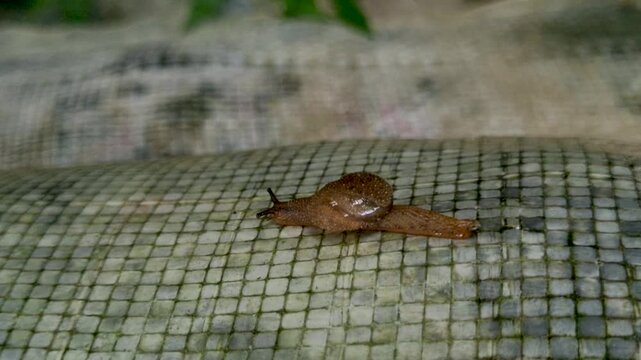 Small brown slug moving across a textured woven surface in natural light crawler mollusk gastropod