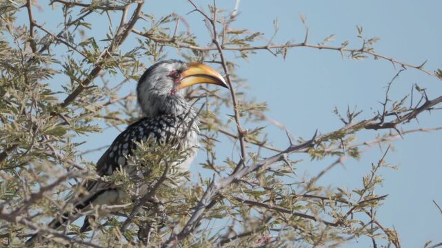 a southern yellow-billed hornbill perching in a acacia tree at etosha national park in namibia, africa