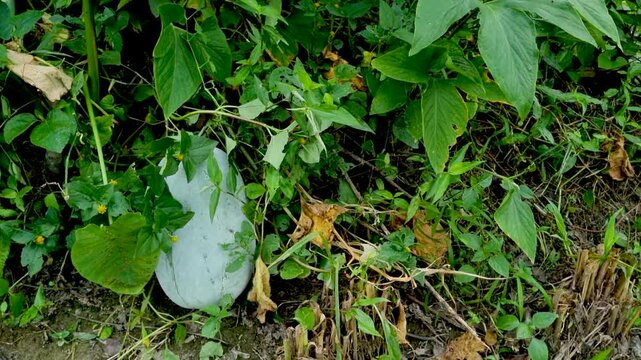 Large pale green winter melon resting on the ground surrounded by dense foliage gourd squash