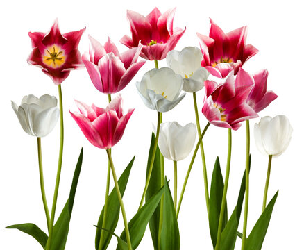 Tulips in various colors with green leaves in a bright setting isolated on transparent background, PNG file