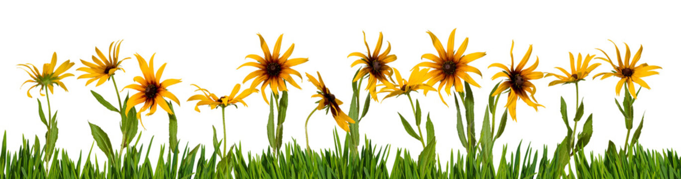 Sunflowers standing tall in a garden during spring brightening up the landscape with color and life isolated on transparent background, PNG file