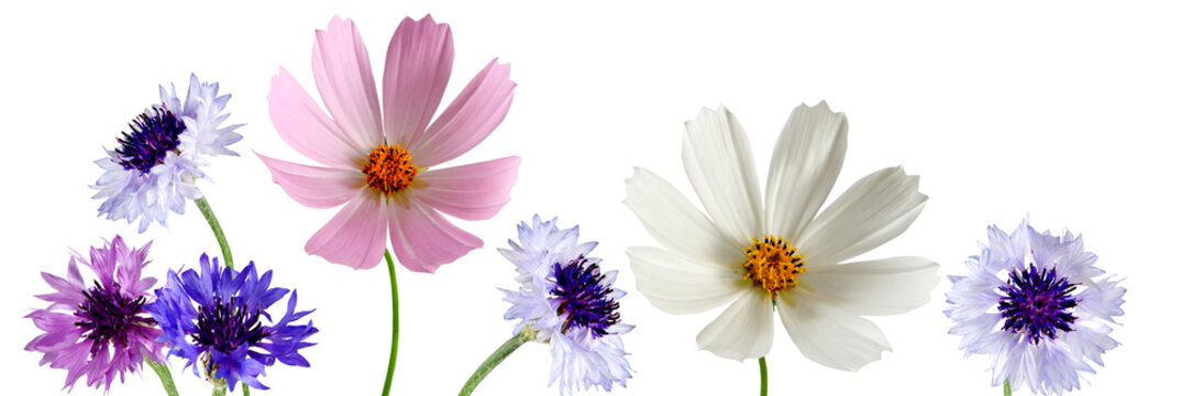 Colorful flowers in bloom against a white background showcasing different types and colors isolated on transparent background, PNG file