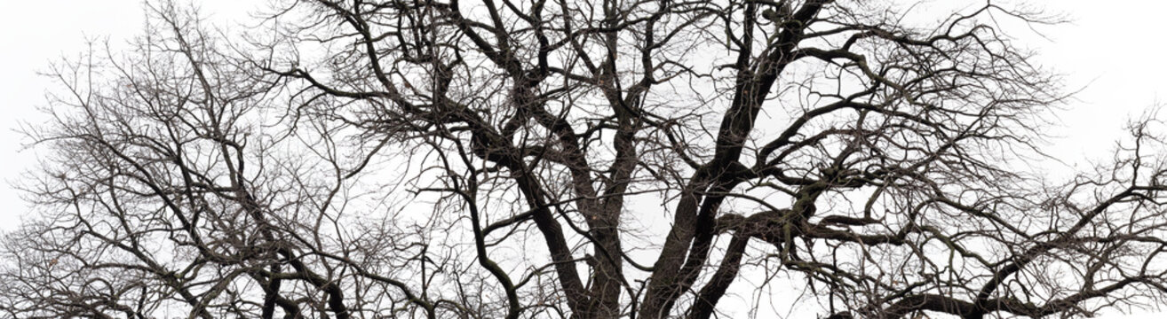 Tree with bare branches against a cloudy sky in winter