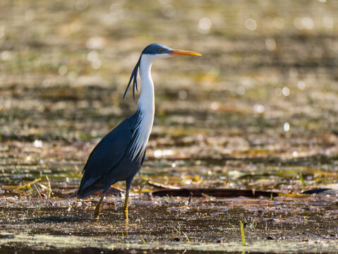 Pied heron standing in shallow wetland water during golden light