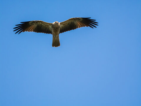 Whistling Kite (Haliastur sphenurus) soaring with wings spread against clear blue sky