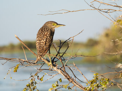 Juvenile Nankeen night heron perched above wetland water