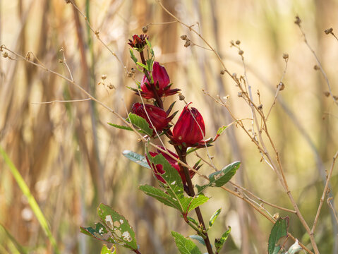Vibrant red calyses of Roselle plant growing among dry native vegetation