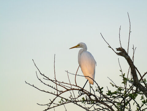 White egret perched on bare tree branches in soft evening light