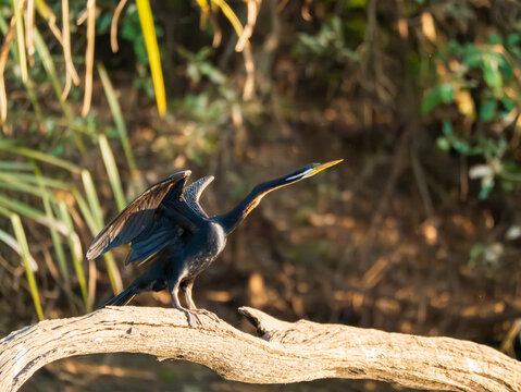 An Australasian Darter perched on the branch of a tree